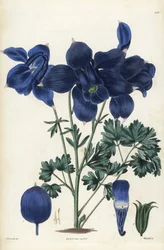 Columbina alpina, Aquilegia alpina. Gravura em chapa de cobre colorida à mão por Weddell a partir de uma ilustração botânica de Edward Dalton Smith do The British Flower Garden de Robert Sweet, Ridgeway, Londres
