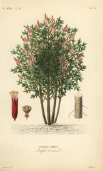 Amargo, bitter-ash, bitter-wood ou hombre grande, Quassia amara, Quassie amere
