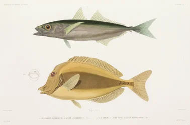 Amberstripe scad e Razor cirurgionfish