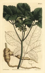 ginseng americano, Panax quinquefolius
