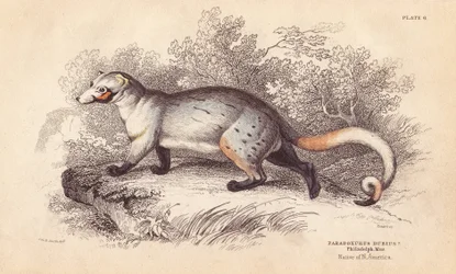 Paradoxo americano, Paradoxurus dubius. De um espécime do Museu de Filadélfia. Gravura em metal aço colorida à mão por Lizars a partir de uma ilustração de Charles Hamilton Smith da Naturalist