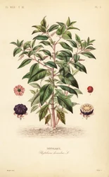 Pokeweed americano, Phytolacca americana, Phytolacca decandra, Phytolaque