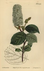 American wych hazel, Fothergilla gardenii (Fothergilla alnifolia major, Fothergilla alnifolia major)