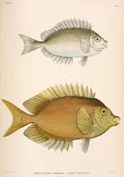 Amphacanthus dorsalis, Amphacanthus corallinus, Indonésia