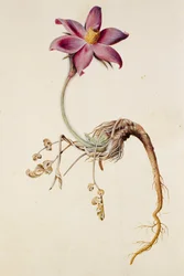 Anemone pulsatilla/Anenome pulstaille