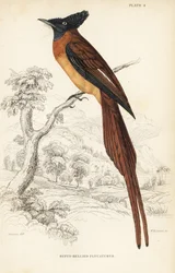 Papa-moscas do paraíso de Annobon, Terpsiphone smithii, Vulnerável. (Papa-moscas-de-barriga-de-Rufos, Muscipeta rufiventer). Gravura em metal aço colorida à mão por William Lizars após William Swainson da Biblioteca do Naturalista de Sir William Jardine: O