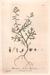 Vella anual (Vella annua) - Placa botânica de Isaac Russell, gravada por Charles Matthews, de "English Botanical Phenomenes" de William Baxter (1788-1871)