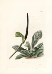Ninho de pássaro de antúrio ou repolho de antúrio (Pothos acaulis) - Litografia de George Cooke, para a revista britânica Conrad Loddiges Botanical Cabinet (1738-1826)