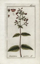 Escrófulo aquático (Scrophularia aquatica). Litografia de "Afbeelding der Artseny-Gewassen" de Johannes Zorn (1739-1799), Países Baixos