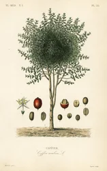 Árvore de café arábica, Coffea arabica, Cafeyer