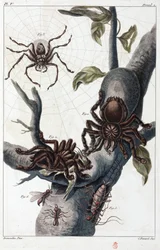 Aranha comedora de pássaros e tarântula do Suriname