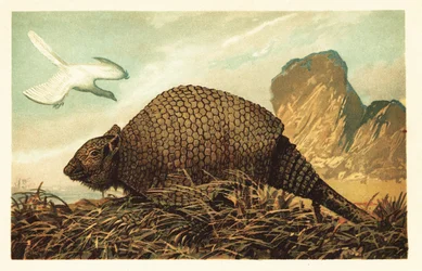 Archaeopteryx lithographica e Panochthus tuberculatus.1908 (litografia)