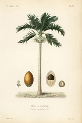 Areca palmeira, Areca catechu, Arec a cachou