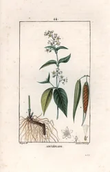 Asclepiade ou herbe à la wadding ou herbe aux parruches - Gravura de Lambert fils, a partir de um desenho de Pierre Jean François Turpin (1775-1840), extraído de La flore medicale, de Chaumeton, Poiret et Chamberet, Paris 1830 - Erva-das-andorinhas, Vincet