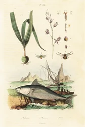 Atum rabilho do Atlântico e orquídea belitia.