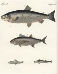 Salmão-do-Atlântico, Salmo salar 1, atum, Thunnus species 2, arenque-do-Atlântico, Clupea harengus 3, e cavala-do-Atlântico, Scomber scombrus 4. Gravura em chapa de cobre colorida à mão do Bilderbuch fur Kinder (Livro de imagens para crianças) de Friedrich