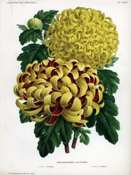 Híbridos de crisântemos de outono: M. C. Orchard tem uma grande flor amarela e carmesim e M. H. Cannell tem uma grande flor amarela.