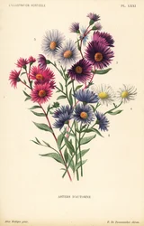 Ásteres outonais: Aster novae angliae var. Constance, Aster novae angliae var. Ruber, Aster novae angliae var. Bowman, Aster amygdalinus e Aster novi belgii Robert Parker. Cromolitografia de Pieter de Pannemaeker a partir de uma ilustração de Alice Rodigas