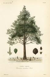 Cipreste careca ou cipreste pantanoso, Taxodium distichum, Cypres chauve