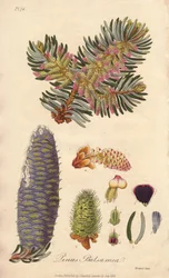 Abeto balsâmico (Abies balsamea) - Água forte de William Clarke para ilustrar "Medical Botanical, Description of the Medicinal Plants of London, Edinburgh and Dublin" de John Stephenson e James Morss Churchill, publicado em Londres por John Churchill em 18