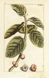 Ramo de figo banyan com fruta, Ficus benghalensis.