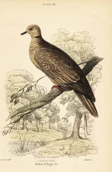 Pomba de Barbary, risoria de Streptopelia. 1889 (gravura)