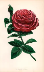 Rosa Baron de Gonella, variedade da rosa de Ile-Bourbon, cultivada por Monsieur Guillot Sr. em Lyon, em 1859. Cromolitografia desenhada e litografada segundo a natureza por F. Grobon a partir da obra "Les Roses" de Hippolyte Jamain e Eugene Forney, Paris, 