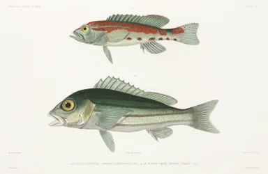 Robalo serrano barrado e pargo azul e dourado