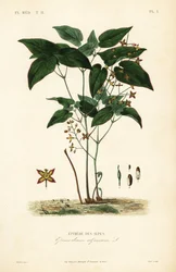 Barrenwort ou chapéu do bispo, Epimedium alpinum, Epimede des alpes