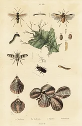 Escaravelho, mosca da serra e cascas de lâmpadas.