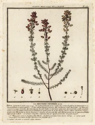 Urze de sino, Erica cinerea.