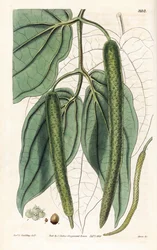 Betel - Pimenta de Betel, Piper betle. Gravura em chapa de cobre colorida à mão, feita por Swan, a partir de uma ilustração do Rev. L. Goulding da "Botanical Magazine" de Samuel Curtis, Londres