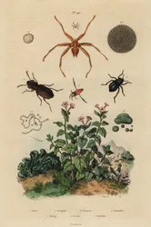 Besouro de olhos grandes, Notiophilus biguttatus, backswimmer, espécies nãoonecta, fóssil nummulite, besouro escuro, espécies Nyctelia, mosca morcego, espécies Nycteribia