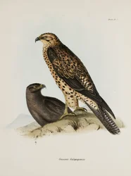Aves de rapina, Ilhas Galápagos, c 1832-1836