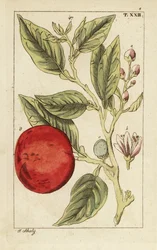 Laranja amarga ou laranja de Sevilha, Citrus x aurantium.