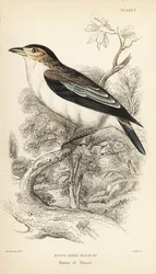 Tityra de coroa negra, Tityra inquisitor (Psaris erythrogenys). Gravura em metal aço colorida à mão por William Lizars a partir de uma ilustração de William Swainson da Naturalist