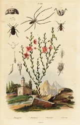 Rudbéquia-de-olhos-negros, aranha e escaravelho.