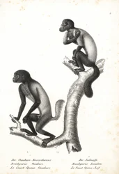 Uakari de cabeça preta, Cacajao melanocephalus ouakary (Brachyurus ouakari) e saki barbudo de dorso castanho, Chiropotes israelita (Brachyurus israelita). Litografia de Karl Joseph Brodtmann da "História Natural Ilustrada dos Animais" de Heinrich Rudolf Sc