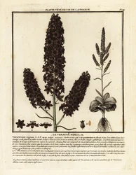 Veratro-negro, Veratrum nigrum.