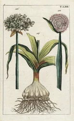 Alho-preto, Allium nigrum 186, e cebola, Allium cepa, bolbo 187 e flor 188. Gravura em cobre colorida à mão de uma ilustração botânica de „Unterhaltungen aus der Naturgeschichte“ de G. T. Wilhelm (Enciclopédia de História Natural)