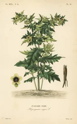 Meimendro-preto ou erva-moura-fétida, Hyoscyamus niger, Jusquiame noire