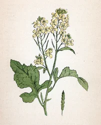 Mostarda preta (seneve noir) (Brassica nigra) (mostarda preta) Placa botânica de "Atlas colorie des plantes medicinales" de Paul Hariot
