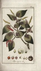 Prato de pimenta preta (Piper nigrum). Litografia de "Afbeelding der Artseny-Gewassen" de Johannes Zorn (1739-1799), Países Baixos