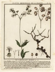 Campion da bexiga, Silene vulgaris.