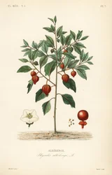 Cerejeira da bexiga ou lanterna chinesa, Physalis alkekengi, Alkekenge