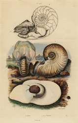 Caracol da lua da bexiga, Didyma 1 de Neverita, Nautilus crusty, Nonion umbilicatulum 2, e Nautilus pompilius chambered, Nautilus pompilius 3,4