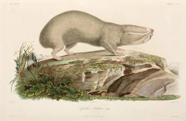 Rato-toupeira-cego, região do mar Negro