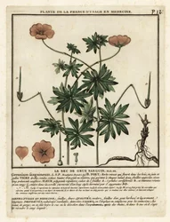 Maldito bico de garça, Geranium sanguineum.
