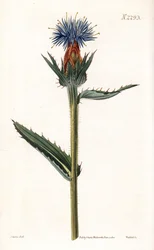 Blue cardoncelle - Cardo azul ou carthamus de flor azul, Carthamus caeruleus. Gravura em chapa de cobre colorida à mão por Weddell a partir de uma ilustração de John Curtis da "Botanical Magazine" de Samuel Curtis, Londres