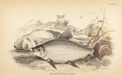 Bocachico ou koulimata, Prochilodus rubrotaeniatus (carpa salmoneira de listras vermelhas pálidas, Prochilodus rubro-taeniatus). Gravura em metal aço colorida à mão por W.H. Lizars a partir de uma ilustração de James Stewart da obra Fishes of Guiana de Rob